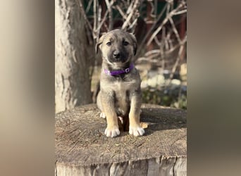 Verliebt auf den ersten Blick? Das ist Nacho !