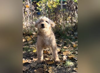 Masni - Zuckersüße Hündin sucht Zuhause