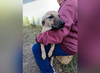 kleine Maus Fura sucht ihr Glück