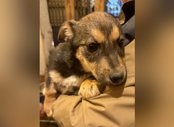 CICI, lieber Welpenmann, 6 Monate, 30 cm, Tierschutz Rumänien