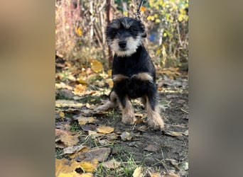 Texton - Er will nicht im Tierheim aufwachsen!