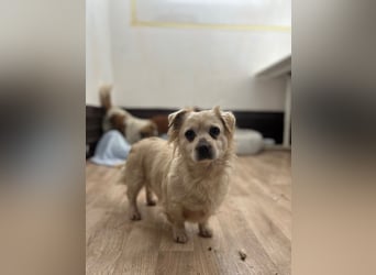 TIC, unkomplizierte Mini-Hündin, 2 Jahre, 30 cm, Mischling, Tierschutz Rumänien