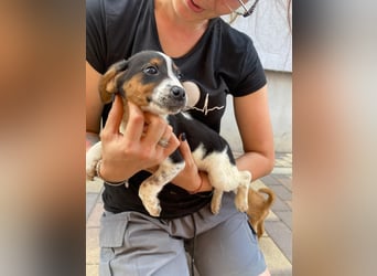 Pufi - möchte dein Herz erobern