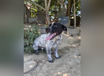 Rocky sucht sein Für Immer Zuhause