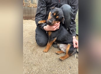 Kolos der gute-Laune-Hund