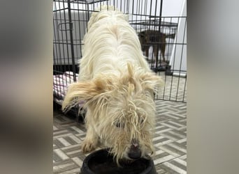 ⭐️STITCH⭐️, Hündin, 1,5 Jahre, 35 cm, Mischling, Tierschutz