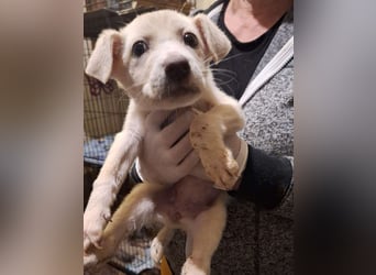⭐️WANIKA⭐️, Hündin, 3 Monate, 24 cm, Mischling, Tierschutz