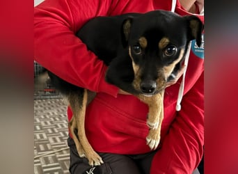 ⭐️ Veleda⭐️, kleine Herzensdame, Hündin, 1,5 Jahre, 30 cm, Mischling, Tierschutz