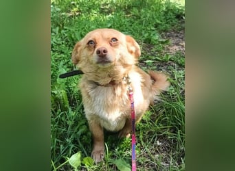 Lina Tierschutzhund sucht ein Zuhause