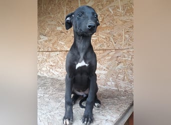 Suki Tierschutzhund sucht  ein Zuhause