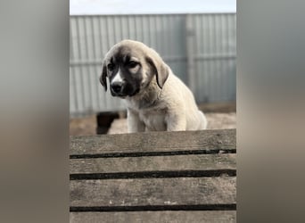 Nils ist pure Freude