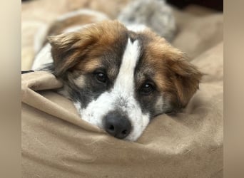 TOC, süßer, kleiner Kerl, Rüde, 2 Jahre, 35 cm, Mischling, Tierschutz