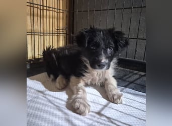 Welpenmädchen 273761 - kannst DU ihr ein Körbchen geben?