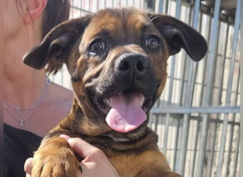 Gazsi sucht seine Menschen