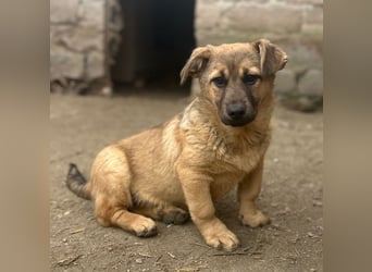 ⭐️Phaja⭐️, reizendes Mini-Mädchen, Welpe, 8 Monate, 31 cm, Mischling, Tierschutz