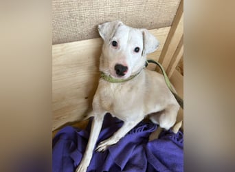 ⭐️ARTEMIS⭐️, Hündin, 1 Jahr, 40 cm, Mischling, Tierschutz