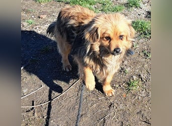 Toni wurde aus einer Gruppe gerettet, nun möchte er Rumänien verlassen