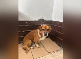 ⭐️TAC⭐️, neugieriger Rüde, 2 Jahre, 35 cm, Mischling, Tierschutz