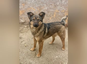 ⭐️PANY⭐️, Hündin, 1,5 Jahre, 37 cm, Mischling, Tierschutz