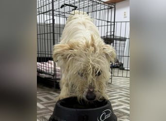 ⭐️STITCH⭐️, Hündin, 1,5 Jahre, 35 cm, Mischling, Tierschutz