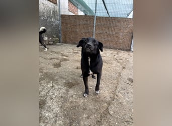⭐️RANA⭐️, vorsichtige Hündin, 4,5 Jahre, 38 cm, Mischling, Tierschutz Rumänien