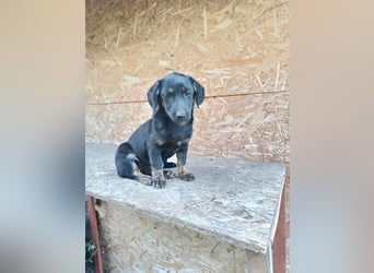 Zoe Tierschutzhund sucht ein Zuhause