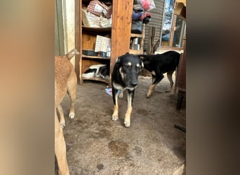 ⭐️ONYA⭐️, Hündin, fast 3 Jahre, 40 cm, Mischling, Tierschutz