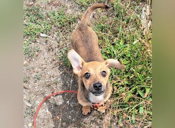 Kleine Lumi kann bald in Hessen besucht werden