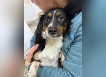 ⭐️Felice⭐️, gelassene, kleine Hündin, 1,5 Jahre, 30 cm, Mischling, Tierschutz