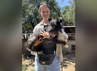 Lidi - sie hat es so verdient ein Zuhause zu bekommen