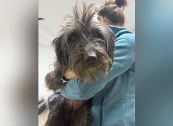 ⭐️Iffi⭐️, entspannte Hündin, 2 Jahre, 30 cm, Mischling, Tierschutz