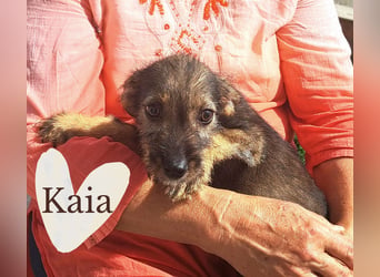 Kaia sucht ihr Für-immer-Zuhause
