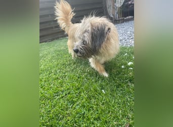 BRUNA, lustiger Clown, 2,5 Jahre, 30 cm, Pflegestelle 46359, Tierschutz Rumänien