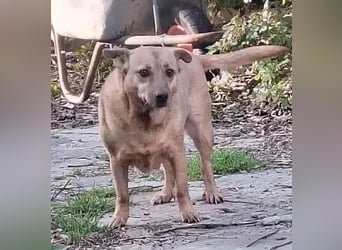 ⭐️FUNNY⭐️, lustige Hunde-Dame, 9 Jahre, 35 cm, Mischling, Tierschutz