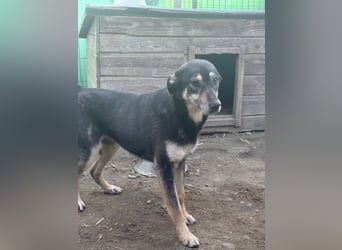 ⭐️ONYA⭐️, Hündin, fast 3 Jahre, 40 cm, Mischling, Tierschutz