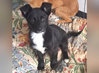 Jossie sucht ihr Für-immer-Zuhause