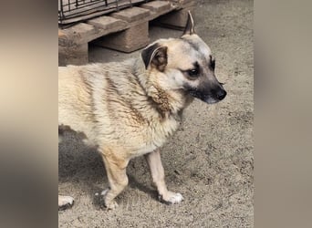 Nofell ⭐️TONI ⭐️, Rüde, 3 Jahre, 29cm, Mischling, Tierschutz Rumänien