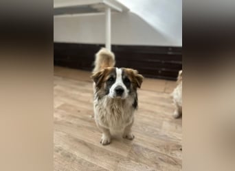 TOC, süßer, kleiner Kerl, Rüde, 2 Jahre, 35 cm, Mischling, Tierschutz