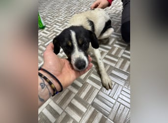 ⭐️ Mendy⭐️, liebevolle Begleiterin, Hündin, 1,5 Jahre, 30 cm, Mischling, Tierschutz