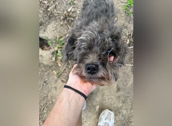 Picúr sucht ein Zuhause voller Liebe
