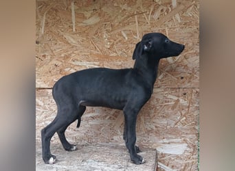 Suki Tierschutzhund sucht  ein Zuhause