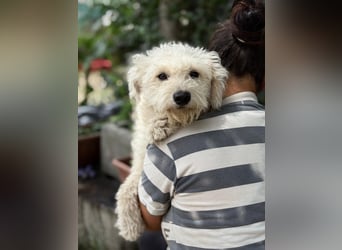 Maggie sucht ein ruhiges Zuhause
