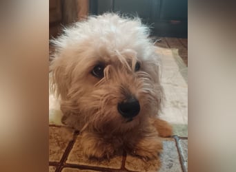 BOBBLE, lieber Havaneser-Mix, Rüde, 6 Monate, 30 cm, Tierschutz