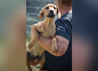 kleine Maus Fura sucht ihr Glück