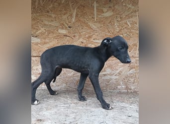 Suki Tierschutzhund sucht  ein Zuhause