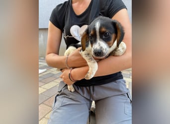 Pufi - möchte dein Herz erobern