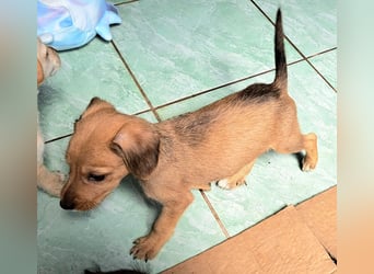 Die kleine Kalista sucht ihr Für-immer-Zuhause
