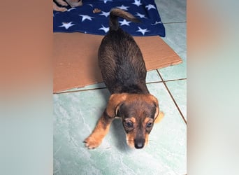 Dackelmix Kambria sucht ihr liebevolles Zuhause