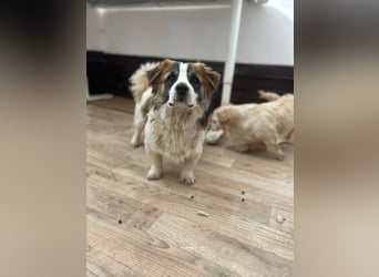 TOC, süßer, kleiner Kerl, Rüde, 2 Jahre, 35 cm, Mischling, Tierschutz