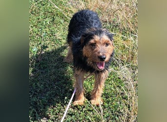Bubu - kleiner Terrier-Mix mit großem Herzen sucht sein Zuhause